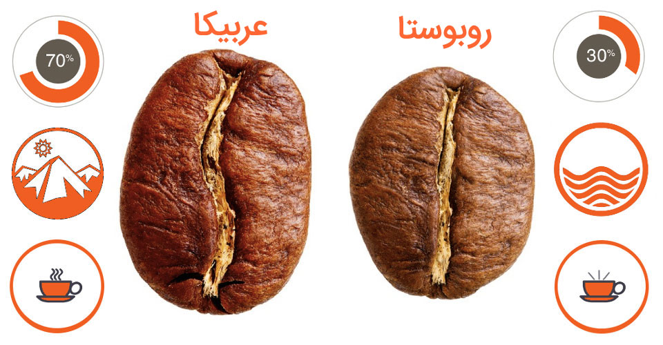 بررسی قهوه و انواع ان 