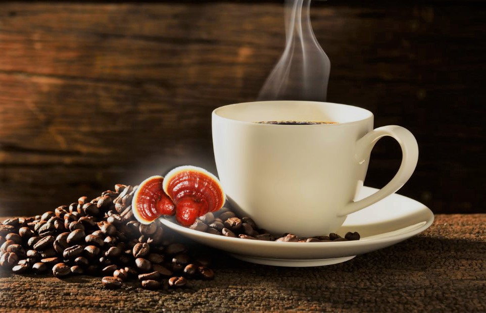 فواید و عوارض قهوه گانودرما؛قهوه و قارچ گانودرما برای درمان بیماری‌ها گزینه مناسبی است؟