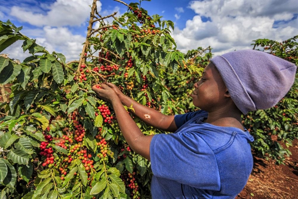 دانه قهوه کنیا؛همه چیز در مورد خصوصیات عطر و طعم و بهترین روش دم کردن قهوه کنیا