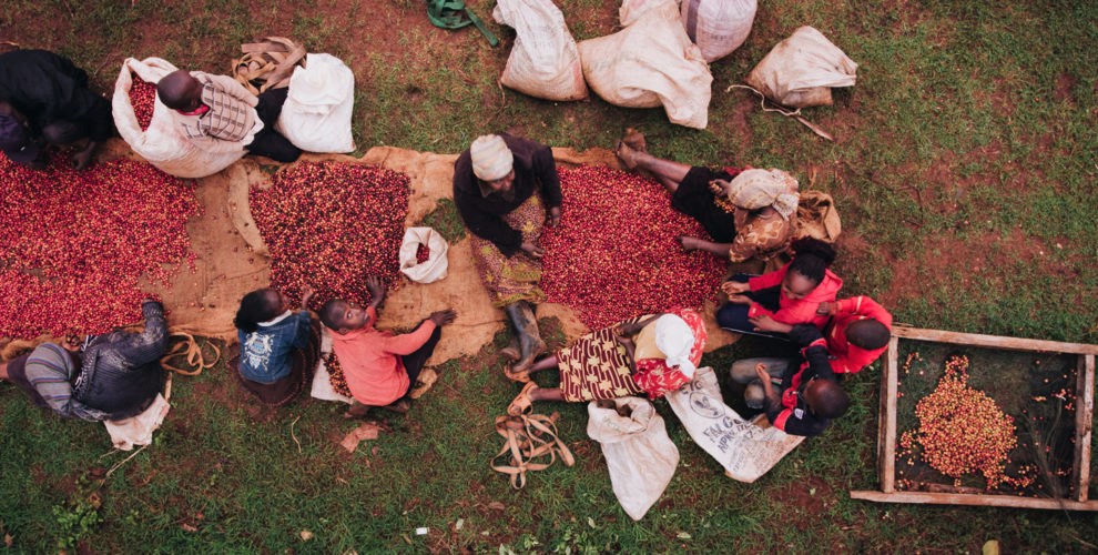 دانه قهوه کنیا؛همه چیز در مورد خصوصیات عطر و طعم و بهترین روش دم کردن قهوه کنیا