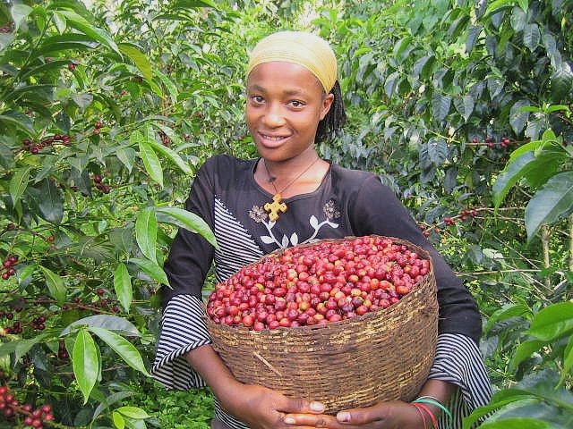 دانه قهوه اتیوپی اسپشالیتی ETHIOPIA Natural Sidama مقدار 250 گرم