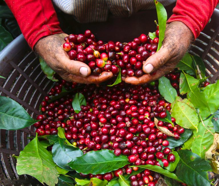 قهوه COSTA RICA Tarrazu مقدار 250 گ
