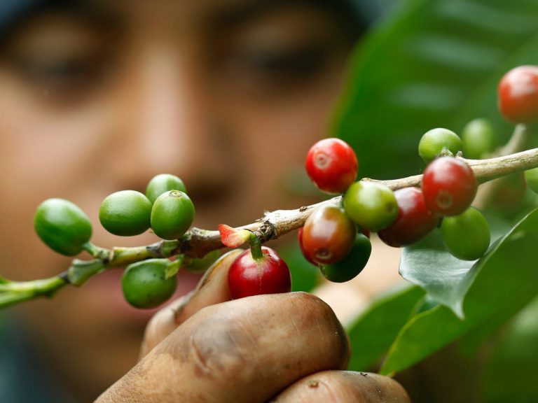 قهوه COSTA RICA Tarrazu مقدار 250 گ