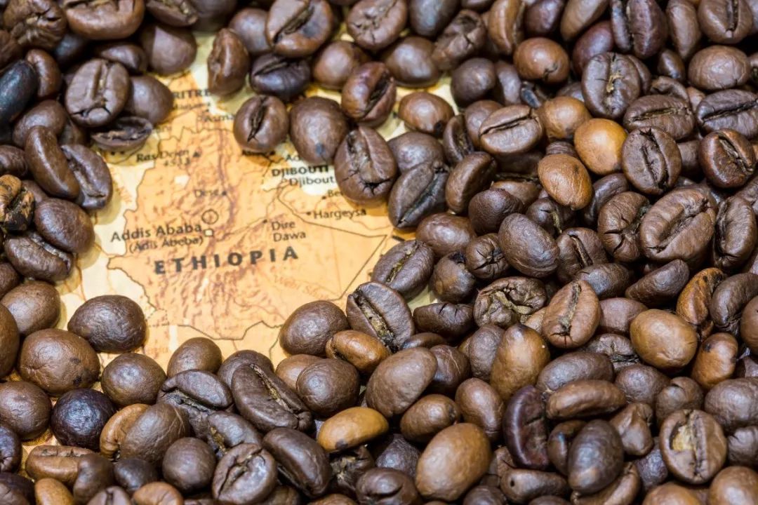 معرفی گونه‌های مختلف قهوه اتیوپی