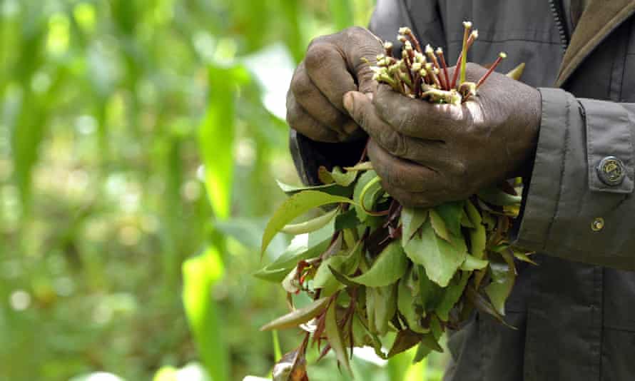 عوارض-و-خواص-گیاه-قات-برای-کشاورزی-اتیوپی