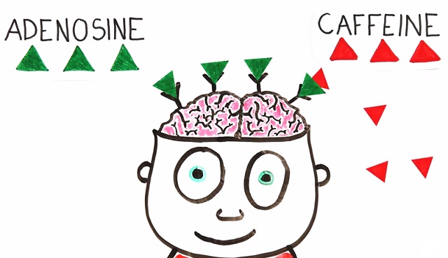 چه مقدارکافئین روی عملکرد مغز اثر می گذارد؟