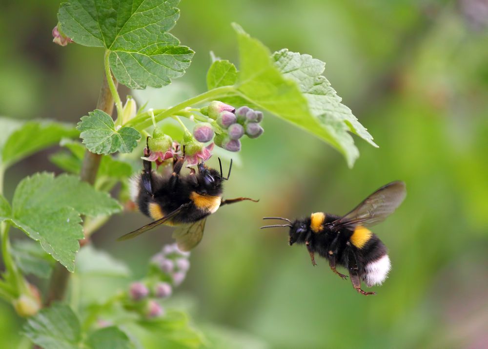 بررسی تاثیر زنبور عسل بر رشد گیاهان قهوه
