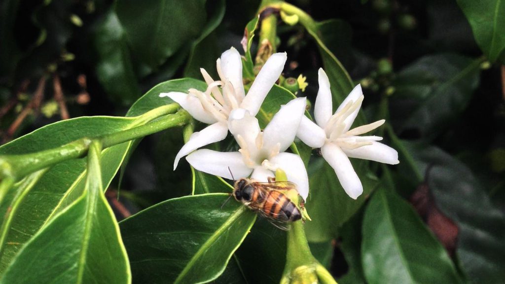 تاثیر گرده افشانی زنبور عسل بر رشد و توسعه گیاهان قهوه