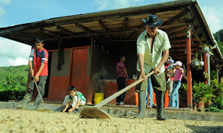 کاشت و تولید قهوه در کلمبیا