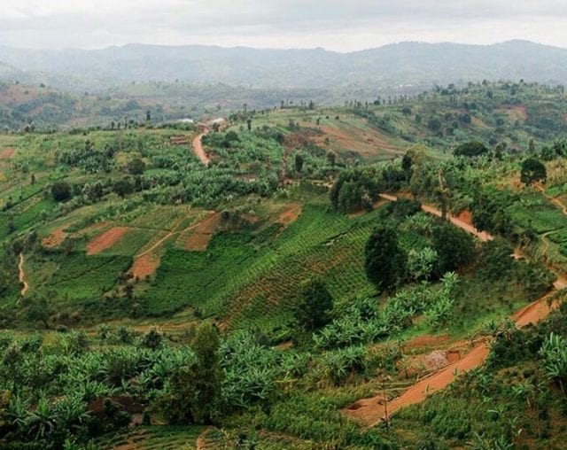 نمای مزرعه گیتو، کایانزا، بوروندی: قهوه لانگ مایلز