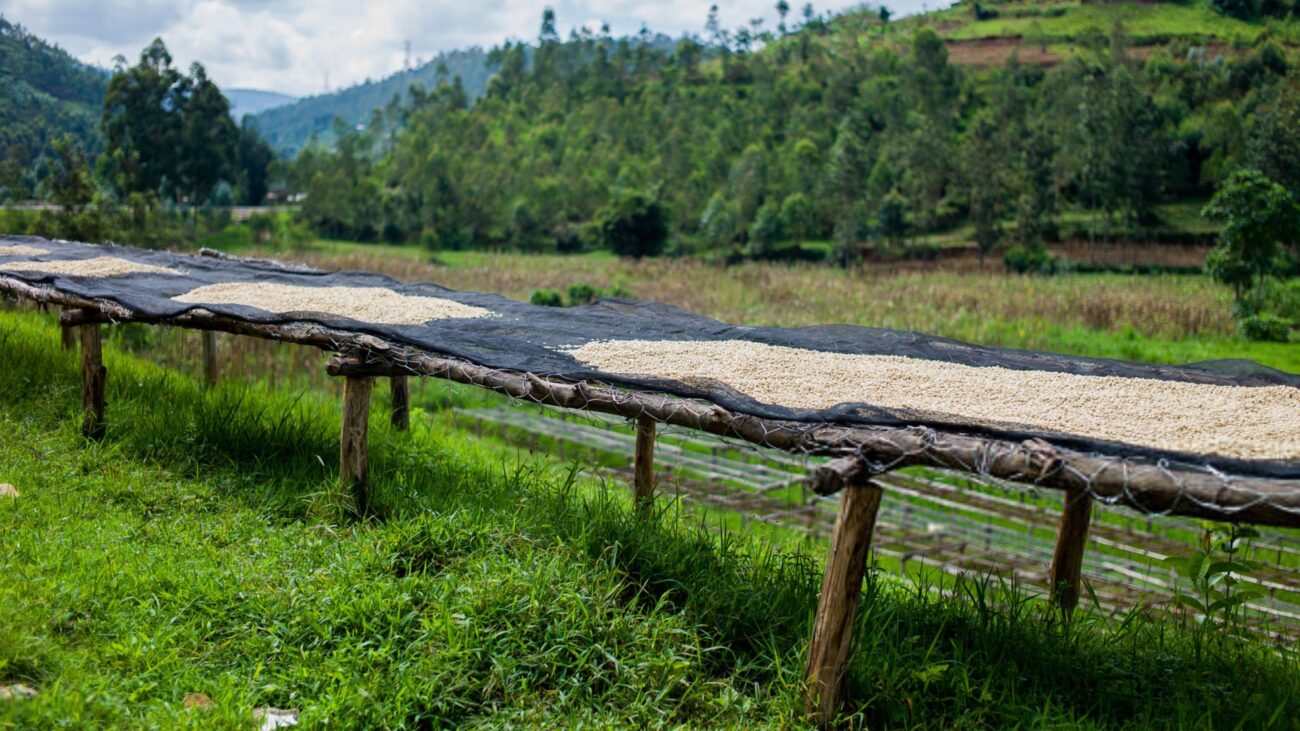 مزیت رستری های محلی در مبدا قهوه