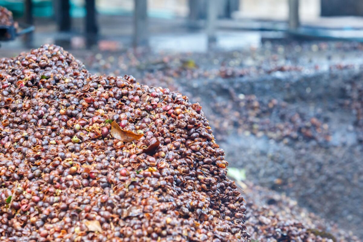 گیلاس‌های قهوه آماده برای فرآیند تخمیر