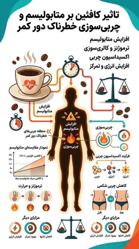 نمودار تاثیر کافئین بر نرخ متابولیسم و ذوب شدن چربیهای خطرناک دور کمر
