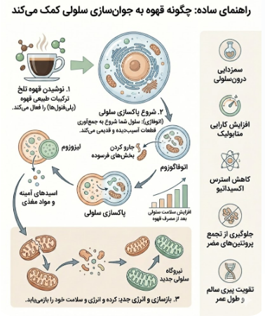 نحوه پاکسازی سلولی توسط ترکیبات قهوه تلخ